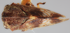 Habitus, dorsal view on Ebhul elegans Funkhouser, 1929: (Observation).