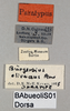 CollectionObject 1575268; 5f84a42c-0d58-4a25-a326-98b3d6f0054c: labels (paratype). (CollectionObject).