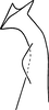 Stylus on Erythridula anomala (Knull, 1946): Stylus (holotype). (Observation).