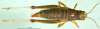 CollectionObject 1580856; f0c41eff-427e-43e2-a757-5ac441be381d: female, dorsal view (allotype). (CollectionObject).