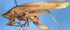 CollectionObject 1520767; 5f489831-ebcd-4640-aced-5966ee48c11c: female, lateral view (syntype or paralectotype). (CollectionObject).
