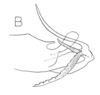 Aedeagus, lateral view on Neomistaria crassivenosa (Karsch, 1890): (Observation).