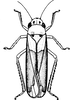 Habitus, dorsal view on Anatkina vespertinula (Breddin, 1903): Habitus, dorsal view. (Observation).