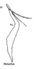 Aedeagus, lateral view on Rugosana rugosa (Spångberg, 1878): (Observation).