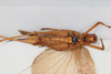 CollectionObject 1506583; cb49f7dc-4ebe-4b0b-80cf-4716726256e9: female, ventral view (syntype). (CollectionObject).