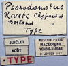 CollectionObject 1541632; 1ee4bdb5-78b7-4a2c-9433-09ee8e06747c: labels (syntype of Psorodonotus riveti). (CollectionObject).