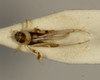 CollectionObject 1527126; 5e5f0ca5-18ee-44aa-ae99-f92d1dfb1f8d: female, dorsal view (holotype). (CollectionObject).