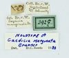 CollectionObject 1532168; NMW 3927, da87a7fb-14fc-4e06-a66c-6ae8e4e55b03: labels (holotype). (CollectionObject).