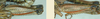 Melanoplus digitifer Hebard, 1936: (Otu).;Melanoplus digitifer Hebard, 1936: (Otu).