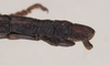 CollectionObject 1557071; NHMUK(SF IMPORT DUPLICATE) 845248, 2fc4d996-1629-428d-9b69-6debb66cadc3: copyright Natural History Museum, London. male: end of abdomen, lateral view of Anisomorpha paromalus (lectotype). (CollectionObject).