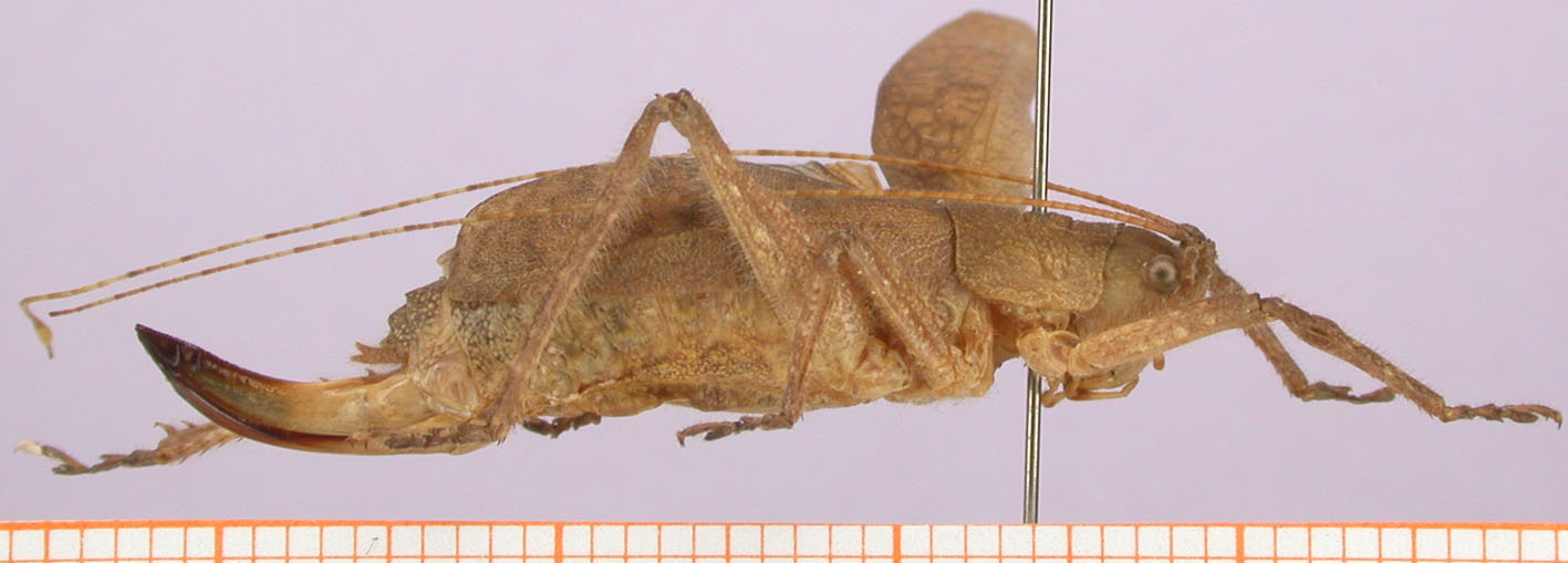 female, lateral view (paratype). Depicts CollectionObject 1479288; dbfcc32f-b75d-419f-a4bf-3820f7654e08, cbt019s01, a CollectionObject.