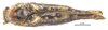 Habitus, dorsal view on Dascalia scabrida Melichar, 1902: (Observation).