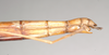CollectionObject 1561863; NHMUK(SF IMPORT DUPLICATE) 844826, b4146294-8c98-4a66-910c-b6e6175de207: copyright Natural History Museum, London. female: end of abdomen, lateral view of Necroscia salmanazar (holotype). (CollectionObject).