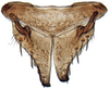 Subgenital plate: Glossocratus afzelii, subgenital plates and valve, ventrally (INHS). (Observation).