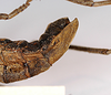 CollectionObject 1557255; f60714aa-cfa4-4b2b-bbe3-67345f8d0c7d: Copyright MNCN, Madrid. female: end of abdomen, lateral view (holotype). (CollectionObject).