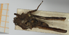 CollectionObject 1517993; 6e033e59-6a2b-47e9-a34a-f11c4343a50a, NHMUK10924559: male, dorsal view (holotype of Tettix misera). (CollectionObject).
