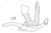 Aedeagus, lateral view: !! display not done !! on Tumecauda schaefferi Goding, 1930: (Observation).