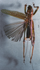 CollectionObject 1532849; 7d5bb87b-59a9-44f8-a8c6-f10f00559889: male, dorsal view (lectotype). (CollectionObject).