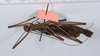 CollectionObject 1558328; 42f1c1a0-648b-4171-814e-accc36001f0d: copyright ANSP. female of synonym Brachyelena hirsuta (holotype), ventral view. (CollectionObject).