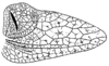 Callimenellus maculatus Gorochov & Voltshenkova, 2005: Fig. 59. male left tegmen. (Otu).