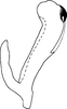 Aedeagus, lateral view on Bonaspeia margacta Davies, 1987: Aedeagus, lateral view (holotype). (Observation).