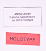 CollectionObject 1544716; 2fc0c8d5-e45b-4372-9102-30d884184b6b: male, labels (holotype). (CollectionObject).