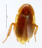 CollectionObject 1587604; MNHN(SF IMPORT DUPLICATE) MNHN-EP-EP1520, f78c654e-5bc7-40d2-b5fd-3958609eb4b4: CC BY-NC-ND 4.0/MNHN - Depraetere Marion - 2014. Syntype, female, of japonica Shelford, 1907. Specimen number: MNHN-EP-EP1520. http://coldb.mnhn.fr/catalognumber/mnhn/ep/ep1520. (CollectionObject).