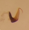 Aedeagus, lateral view on Rugosella obrienorum (Freytag & DeLong, 1971): Male holotype [OSU]: aedeagus, lateral view. (Observation).