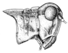 CollectionObject 1537756; 414acee6-361e-4e70-9c15-8fcb258b0ef8: Fig. 11 (after type). male head and pronotum, lateral view (pronotum length 4 mm). (CollectionObject).