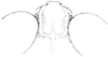 Tytthotyle maculata (Bruner, 1889): Fig. 358. female, anterior part of head, dorsal view. (Otu).