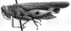 CollectionObject 1533608; 1a03921d-d215-4d1d-82f2-7ff4c4fddf45: Image Carbonell, C.S. female, lateral view (holotype of Omalotettix signatipes). (CollectionObject).