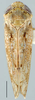Habitus, dorsal view: !! display not done !! on Tropicanus DeLong, 1944: Tropicanus flectus, dorsal habitus (INHS). (Observation).