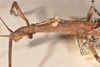 CollectionObject 1559198; 8e5d9e49-4ada-48b3-bb2f-9d7fccc501f8: copyright OUMNH. female: head & thorax, lateral view of synonym Anophelepis vittatus (syntype). (CollectionObject).