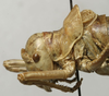 CollectionObject 1534975; ad83a573-ce73-4f21-85ce-00c27ad88970: male head and pronotum, lateral view (lectotype or paralectotype). (CollectionObject).
