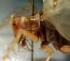 CollectionObject 1564643; f356ec6a-7957-41a0-b5f0-75806fda437a: 2013. male pronotum, lateral view (holotype). (CollectionObject).