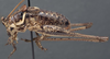 CollectionObject 1534814; a14c728e-a100-4bd6-9f24-73cb9d793401: male, lateral view (syntype). (CollectionObject).