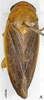Habitus, dorsal view: (Observation).