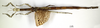 CollectionObject 1562450; f6b4ecc5-6862-48b9-a8b3-627a2ea47473: copyright MNHN, Paris. female (paratype). (CollectionObject).;CollectionObject 1562451; a3868688-6a1b-41c8-b4c7-667a81b66070: copyright MNHN, Paris. female (paratype). (CollectionObject).