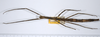 CollectionObject 1561760; 99658841-a1d2-4f86-9969-339190b31ed4: copyright ANSP. female, dorsal view (syntype). (CollectionObject).