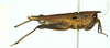 CollectionObject 1532564; 35dcb7ab-4208-4542-aefd-b9c86d185cab: female, lateral view ("neotype"). (CollectionObject).