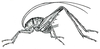 Ceuthophilus (Ceuthophilus) uhleri Scudder, 1862: Fig. 208. male habitus (body length 13.5-15.5 mm). (Otu).