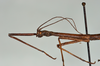 CollectionObject 1559410; 709b48d2-1f07-40d4-a5d7-111690ea043b: copyright USNM, Washington. (CollectionObject).