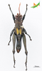 CollectionObject 2243564; 400565b4-3de2-4220-95b8-7bc8647846e2, Unioeste Cascavel K-0596: Male, dorsal view. (CollectionObject).