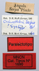 CollectionObject 1578634; 0b73a41d-dee8-44c7-ae27-03f58332b7ab: labels (paralectotype of Ochrophlebia serpae). (CollectionObject).