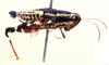 CollectionObject 1535900; 434dfeab-b6ca-4929-8a45-045b85ace113, MNCN3235119: female, lateral view. (CollectionObject).