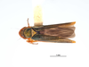 Habitus, dorsal view on Coronigoniella rubrahua Young, 1977: (Observation).