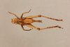 CollectionObject 1476844; 3a18eb82-4db2-4f44-9e4c-123c57984b77, NHMUK014666526: female nymph, dorsal view (holotype of Orbega pallida). (CollectionObject).