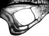 Erioloides brevipennis (Redtenbacher, 1891): male mirror. (Otu).