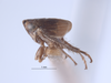 Habitus, lateral view on Athysanella (Amphipyga) ectopa Blocker, 1990: (Observation).