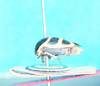 Habitus, lateral view: !! display not done !! on Darnis disrupta Walker, 1858: (Observation).